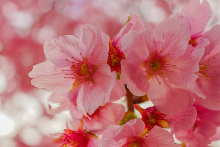 Cherry blossom macro shooting. Shooting Location: Minami -ku, Yokohama