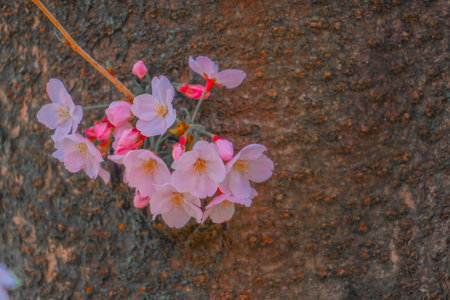 Contrast of cherry blossoms and rocks. Shooting Location: Meguro -ku, Tokyoの写真素材