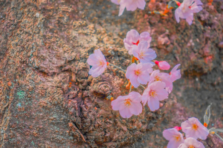 Cherry blossom branches blooming in rocks. Shooting Location: Meguro -ku, Tokyoの写真素材