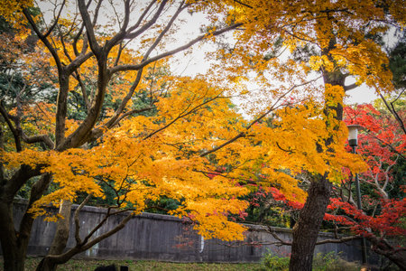 Landscape dyed in autumn colors. Shooting Location: Chiyoda ward, Tokyo