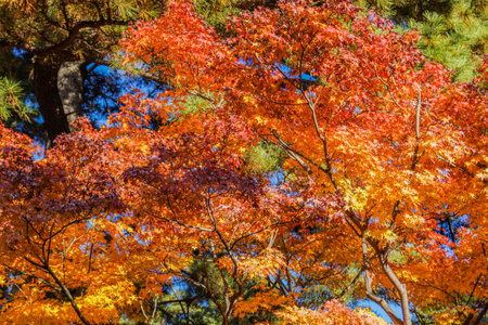 Vivid autumn leaves. Shooting Location: Chiyoda ward, Tokyo