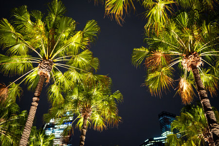 night sky and palm top. Shooting Location: sydney, australiaの写真素材