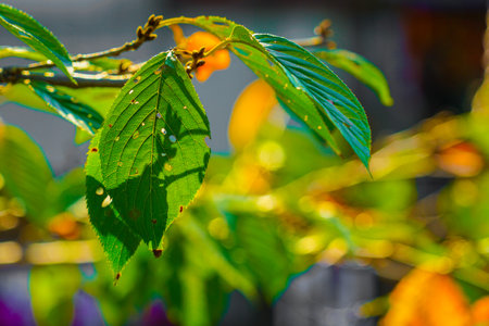 green leaves and light. Shooting Location: Toshima Ward, Tokyoの写真素材