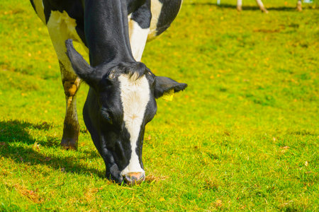 Cows eating grass nearby. Shooting Location: Tomamuの写真素材