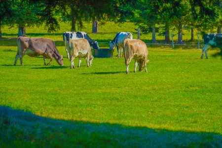Cows grazing in the meadow. Shooting Location: Tomamuの写真素材