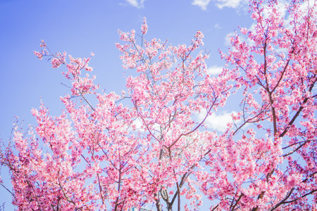 image of cherry blossom tree. Shooting Location: Chofu City, Tokyoの写真素材
