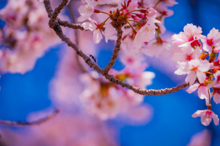 cherry blossoms and ants. Shooting Location: Kanagawa Ward, Yokohama Cityの写真素材