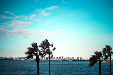 Seaside townscape with palm trees swaying in the wind against a city skyline. Shooting Location:...