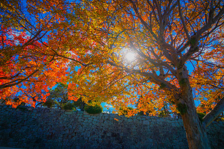 Autumn leaves with sunlight shining through. Shooting Location: Fukuoka prefectureの写真素材