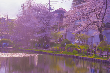 Cherry blossoms at Shirahataike Park. Shooting Location: Kohoku Ward, Yokohama Cityの写真素材