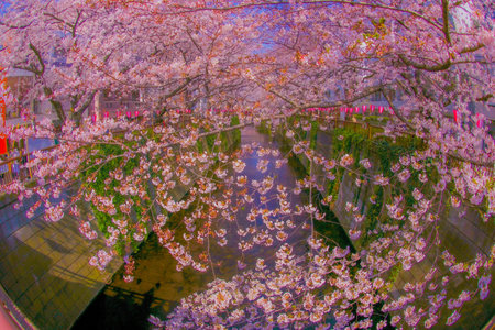 Meguro River covered with cherry blossoms in full bloom. Shooting Location: Meguro Ward, Tokyoの写真素材
