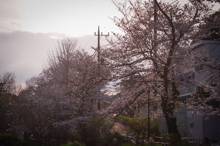 Cherry blossoms at Shirahataike Park. Shooting Location: Kohoku Ward, Yokohama Cityの写真素材
