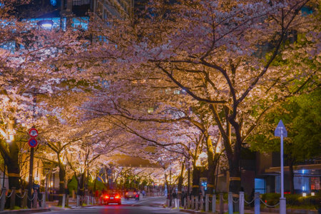 Illuminated cherry blossoms and night cityscape. Shooting Location: Minato Ward, Tokyoの写真素材