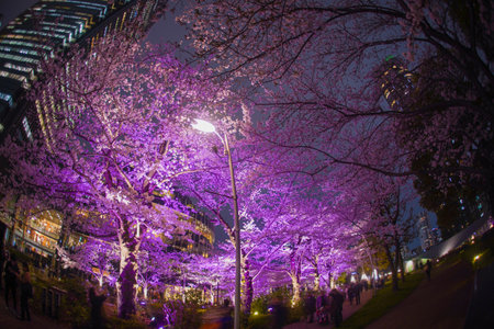 Illuminated cherry blossom arcade. Shooting Location: Minato Ward, Tokyoの写真素材