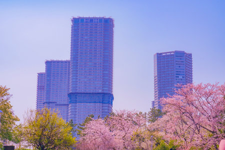 Spring scenery of cherry blossoms and skyscrapers. Shooting Location: Koto Ward, Tokyoの写真素材