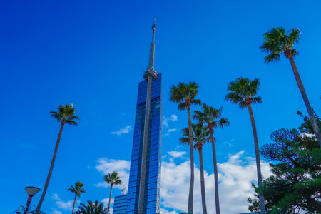 Fukuoka Tower and palm trees. Shooting Location: Fukuoka prefectureの写真素材