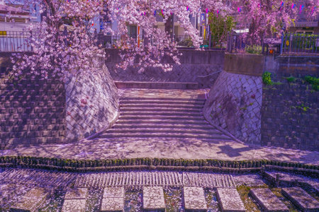 Cherry blossoms at Ookagawa Promenade. Shooting Location: Minami Ward, Yokohama Cityの写真素材