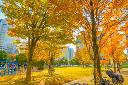 A golden afternoon in Yokohama. Shooting Location: Nishi Ward, Yokohama Cityの写真素材
