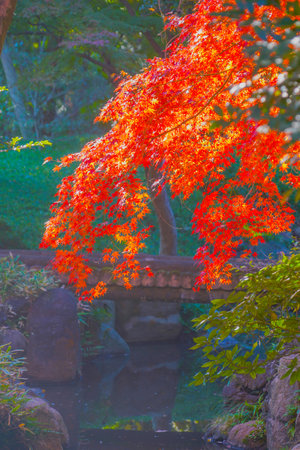 Autumn leaves and bridge. Shooting Location: Kita Ward, Tokyoの写真素材