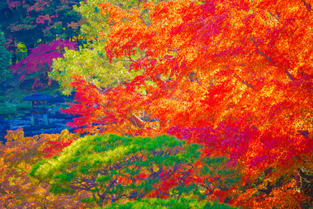 The splendor of autumn leaves. Shooting Location: Kita Ward, Tokyoの写真素材