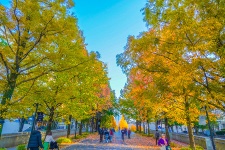 Tree-lined streets in autumn colors. Shooting Location: Nishi Ward, Yokohama Cityの写真素材