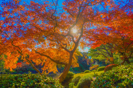 vivid autumn leaves. Shooting Location: Kita Ward, Tokyoの写真素材