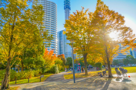Autumn colored park and cityscape. Shooting Location: Nishi Ward, Yokohama Cityの写真素材