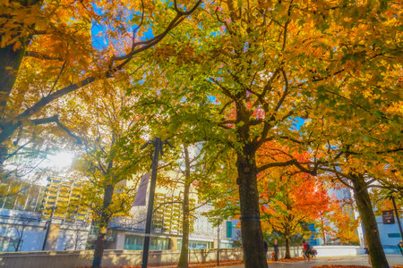 Street trees in Minato Mirai. Shooting Location: Nishi Ward, Yokohama Cityの写真素材