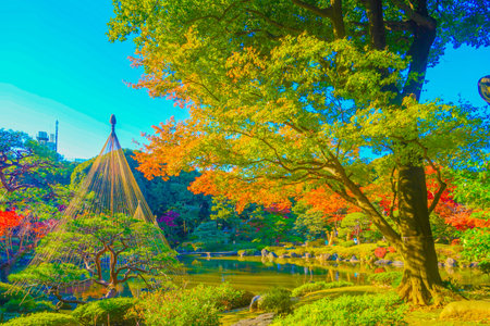 autumn garden scenery. Shooting Location: Kita Ward, Tokyoの写真素材