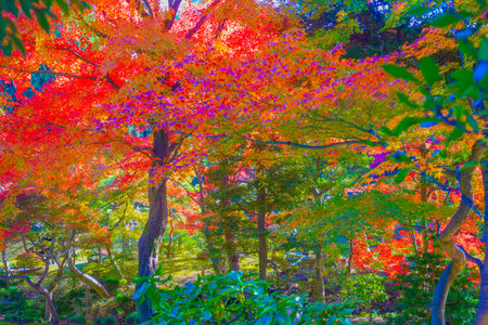Autumn colored garden walk. Shooting Location: Kita Ward, Tokyoの写真素材