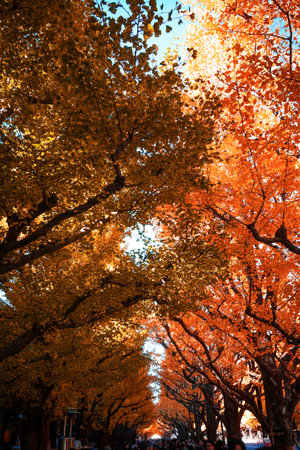 Meiji Jingu Gaien Ginkgo Trees. Shooting Location: Minato Ward, Tokyoの写真素材