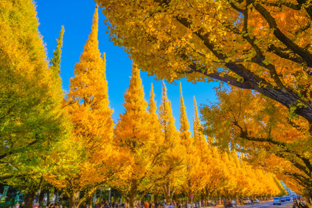 Meiji Jingu Gaien Ginkgo Trees. Shooting Location: Minato Ward, Tokyo