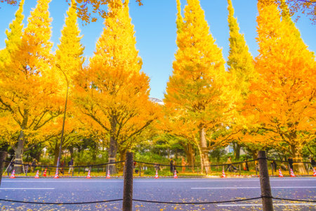 Meiji Jingu Gaien Ginkgo Trees. Shooting Location: Minato Ward, Tokyo