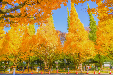 Meiji Jingu Gaien Ginkgo Trees. Shooting Location: Minato Ward, Tokyoの写真素材