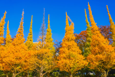 Meiji Jingu Gaien Ginkgo Trees. Shooting Location: Minato Ward, Tokyoの写真素材