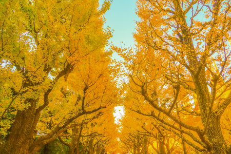 Meiji Jingu Gaien Ginkgo Trees. Shooting Location: Minato Ward, Tokyoの写真素材