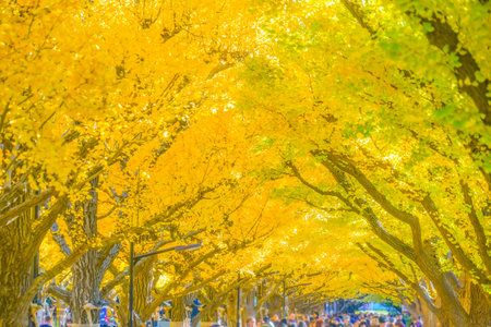 Meiji Jingu Gaien Ginkgo Trees. Shooting Location: Minato Ward, Tokyoの写真素材