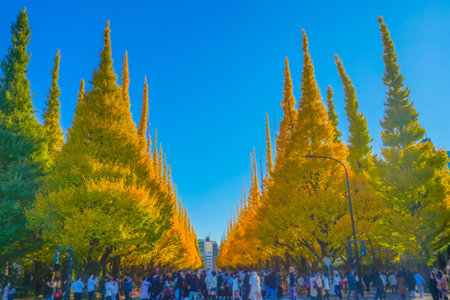 Meiji Jingu Gaien Ginkgo Trees. Shooting Location: Minato Ward, Tokyoの写真素材
