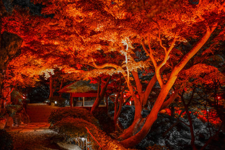 Fantastic autumn leaves illumination. Shooting Location: Naka Ward, Yokohama Cityの写真素材