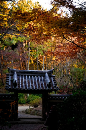Sanmon gate and autumn leaves (Sankeien Garden). Shooting Location: Naka Ward, Yokohama City