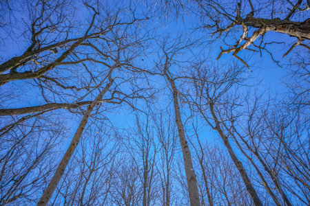 Trees stretching to the blue sky. Shooting Location: montreal, canadaの写真素材