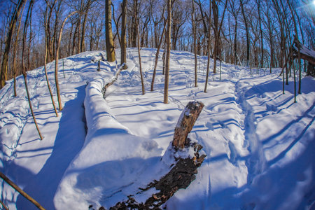 Snowy road and fallen trees. Shooting Location: montreal, canadaの写真素材