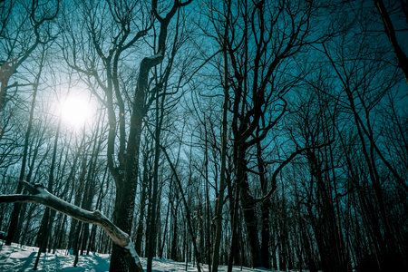 Winter silence in the forest. Shooting Location: montreal, canada