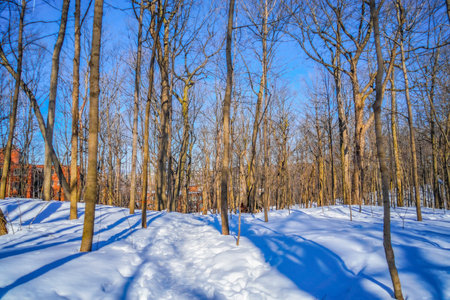 Trees and winter scenery. Shooting Location: montreal, canadaの写真素材