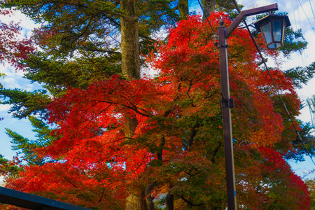 Contrast between street lights and autumn leaves. Shooting Location: Yamato City, Kanagawa Prefectureの写真素材
