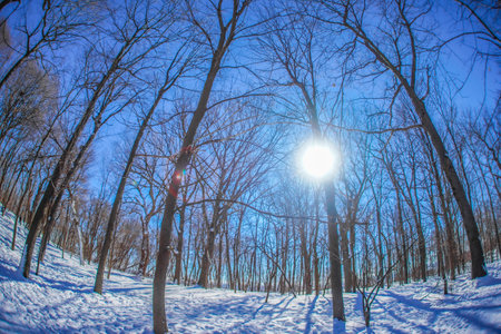Snowy field and blue sky (Shumi Forest). Shooting Location: montreal, canadaの写真素材