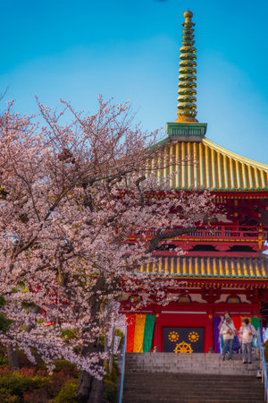 Spring scenery of Mt. Hyodo. Shooting Location: Kanagawa Ward, Yokohama Cityの写真素材