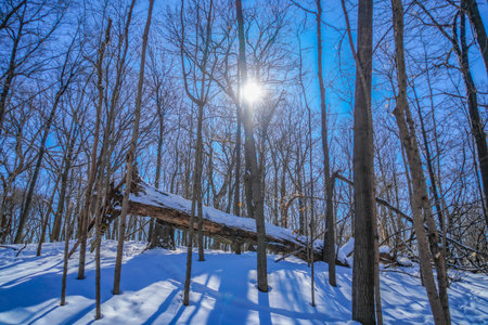 Winter forest and fallen trees. Shooting Location: montreal, canada