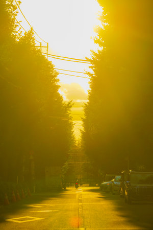 Tree-lined avenue wrapped in yellow light. Shooting Location: Meguro Ward, Tokyoの写真素材