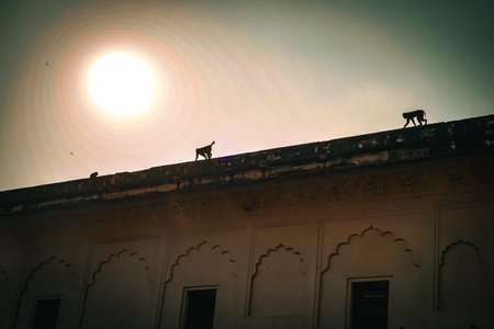 monkeys on the roof. Shooting Location: India